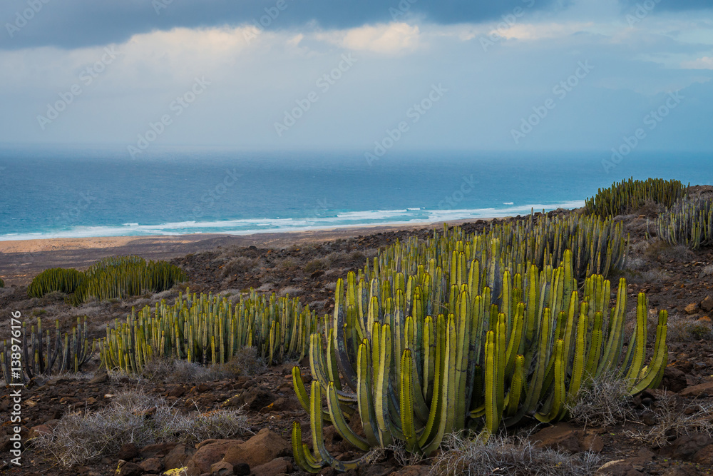 Fuerteventura Island beach landscape