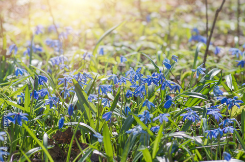 Blue blossom flowers spring snowdrop Scilla Squill