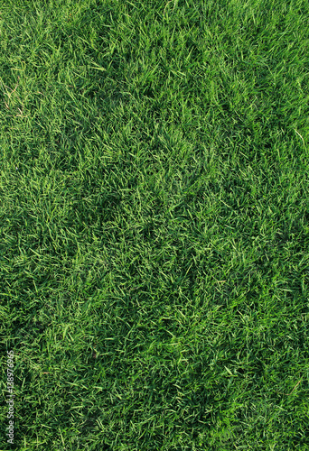 Green grass nature background texture