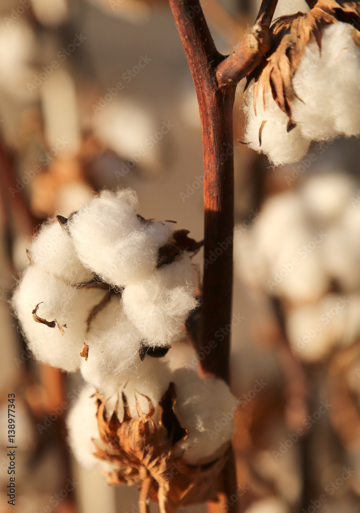 cotton in the cultivation of cotton plant before harvest cotton in the cultivation of cotton plant before harvest