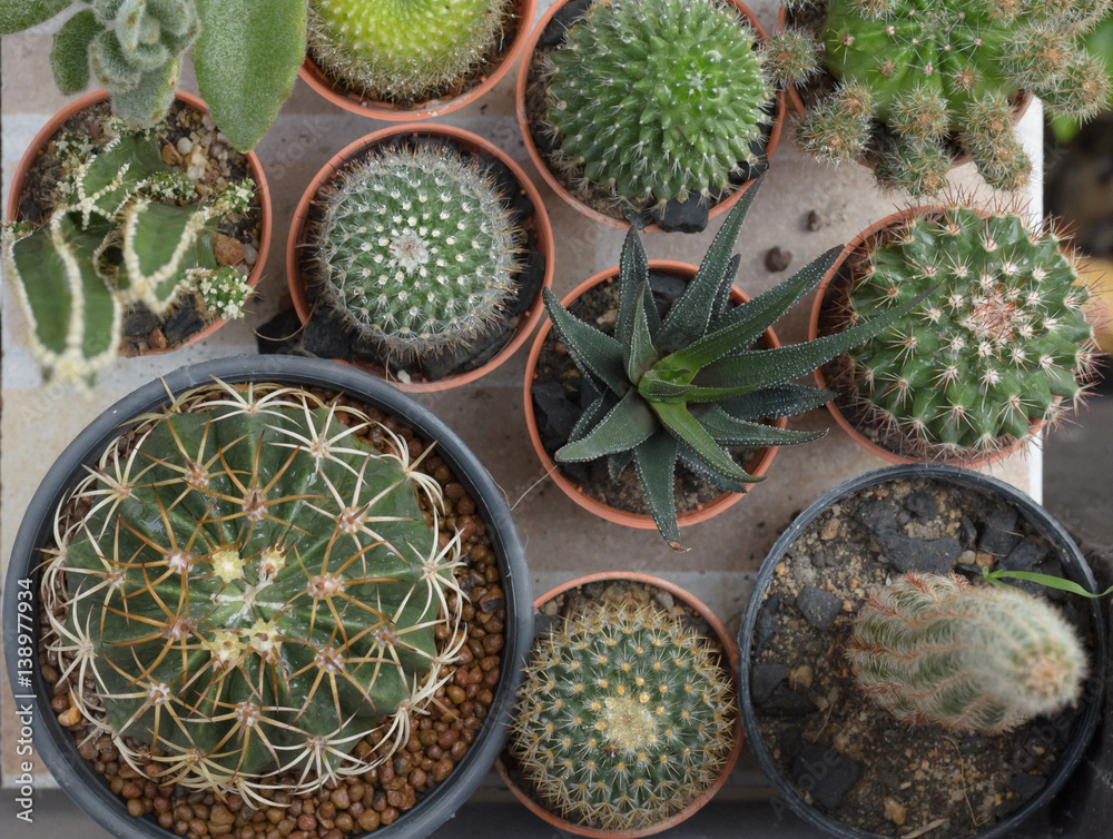 Fototapeta cactus in pot grow high heat
