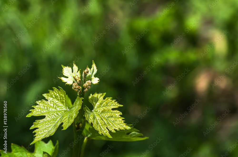 flower buds and leaves of shoots grapevine spring flower buds and leaves of shoots grapevine spring