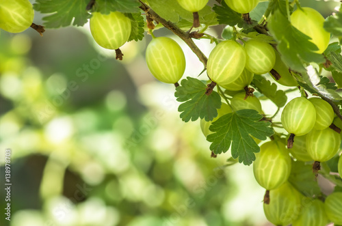 berries gooseberry growing on a branch of bush