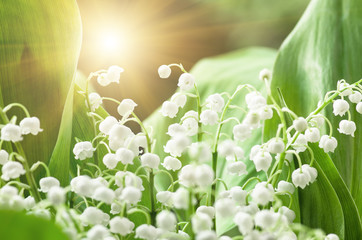 Acrylglasbilder Maiglöckchen Maiglöckchen Blüte im Frühling Detail  © fotolesnik