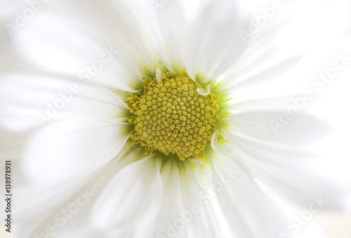 Closeup of soft pure white chrysanthemum flower with yellow center, delicate details