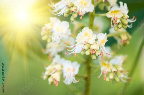 blossoming flowers of chestnut closeup, spring