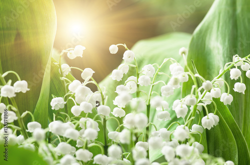 Flower lily of the valley, closeup, spring