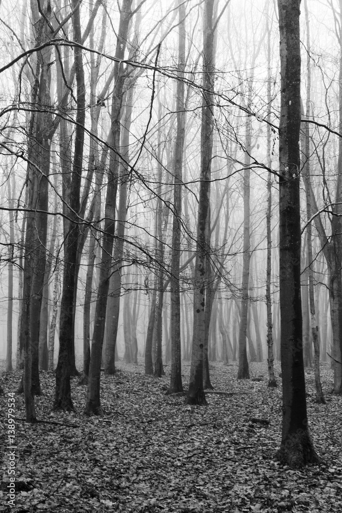 Fototapeta English woodland on a foggy misty morning