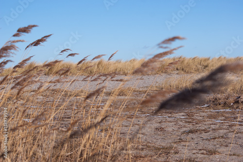 Pflanzen im Wind