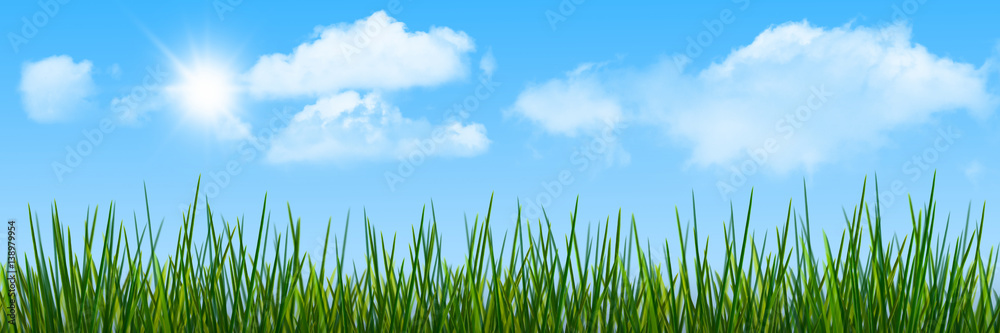 Fototapeta premium grashalme vor blauem himmel