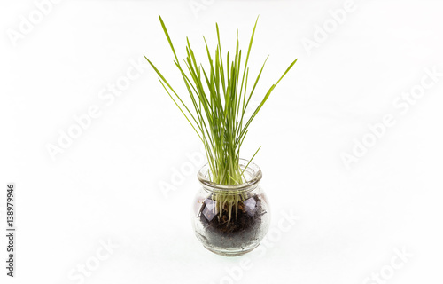 Young green shoots of wheat in a glass bowl isolated on white background