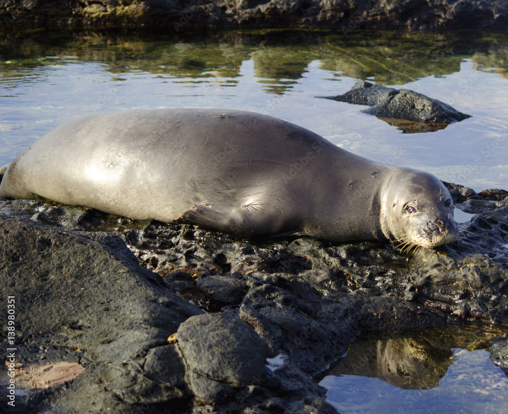 Naklejka premium Hawaiian Monk seal pup 1