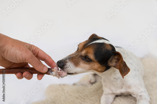 Hund frisst vorsichtig seinen Kauknochen aus der Hand - Jack Russell Terrier © Karoline Thalhofer