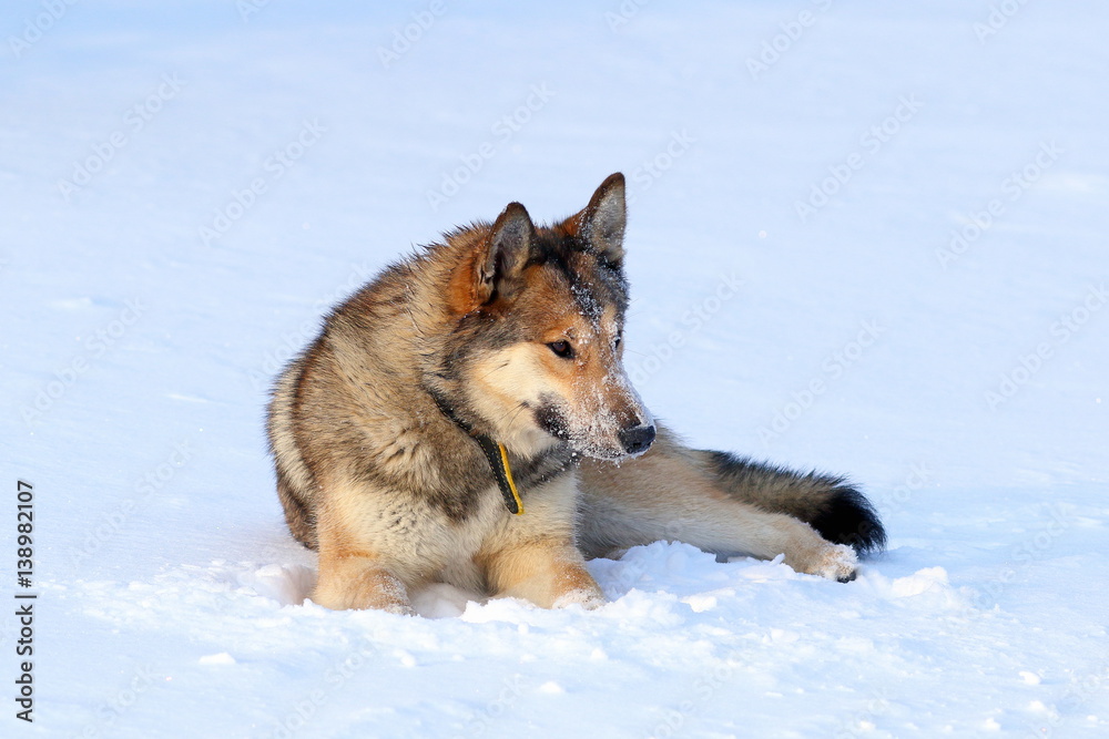 The West Siberian Laika. Hunting dog in Northern Siberia