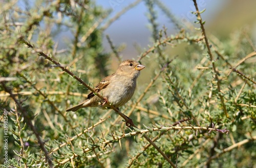 Young bird perched on bush branches, spanish sparrow
