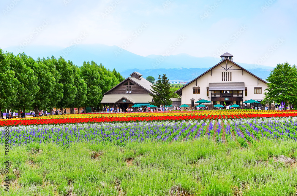 Obraz Lawendowy gospodarstwo rolne w lecie w hokkaidu, Japonia.