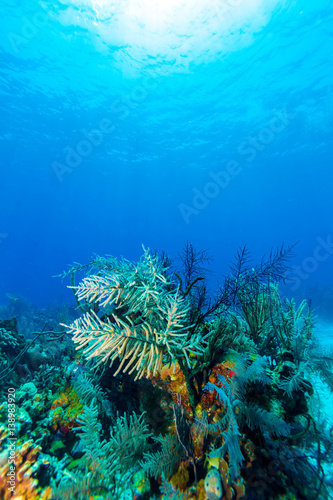 Underwater scene with colorful corals and beautiful sunlight