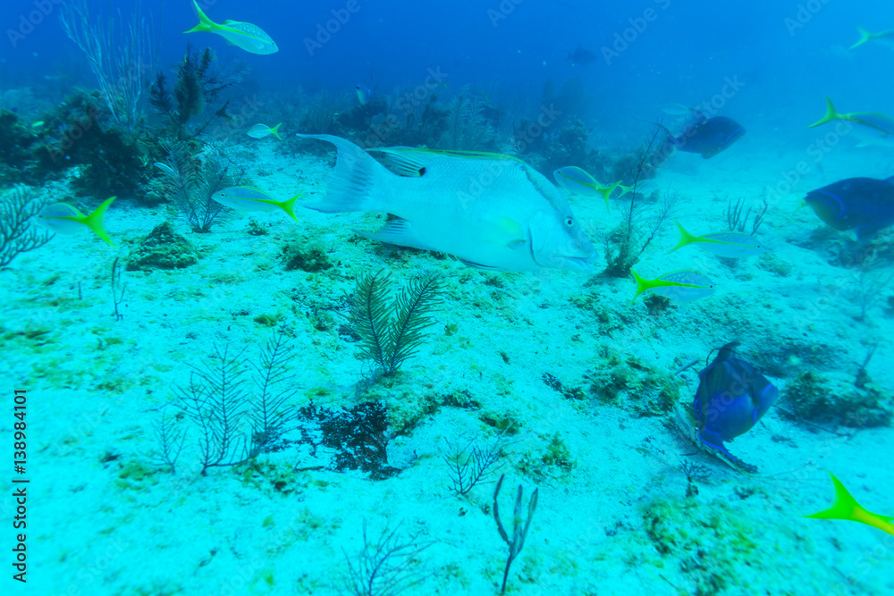 Fototapeta premium Underwater scene with large tropical fish near the coral reef