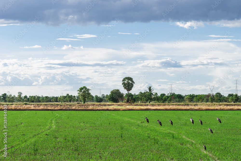 Green paddy filed with birds and blue sky landscape in Thailand