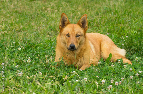 Chestnut mixed breed dog lying in summer grasses © Yuri Kravchenko