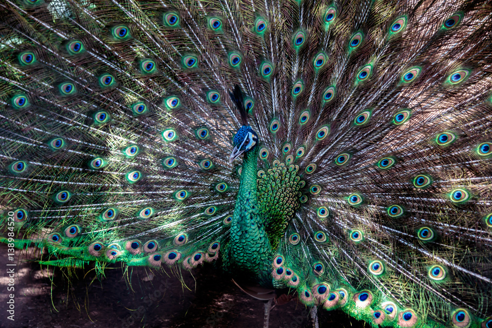 Obraz premium Pavo Real cola 2