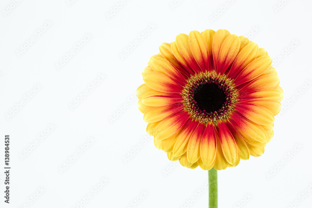 beautiful yellow and red gerbera flower isolated on white background beautiful yellow and red gerbera flower isolated on white background