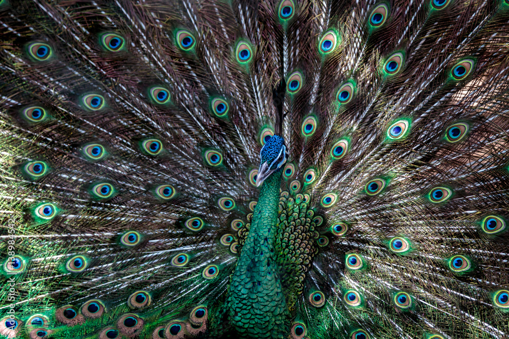 Obraz premium Upierzenie pawia 1