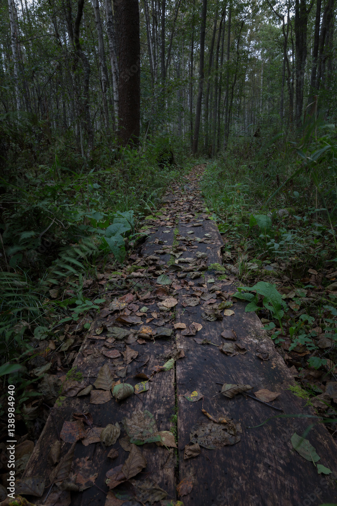 Obraz premium An old plank trail