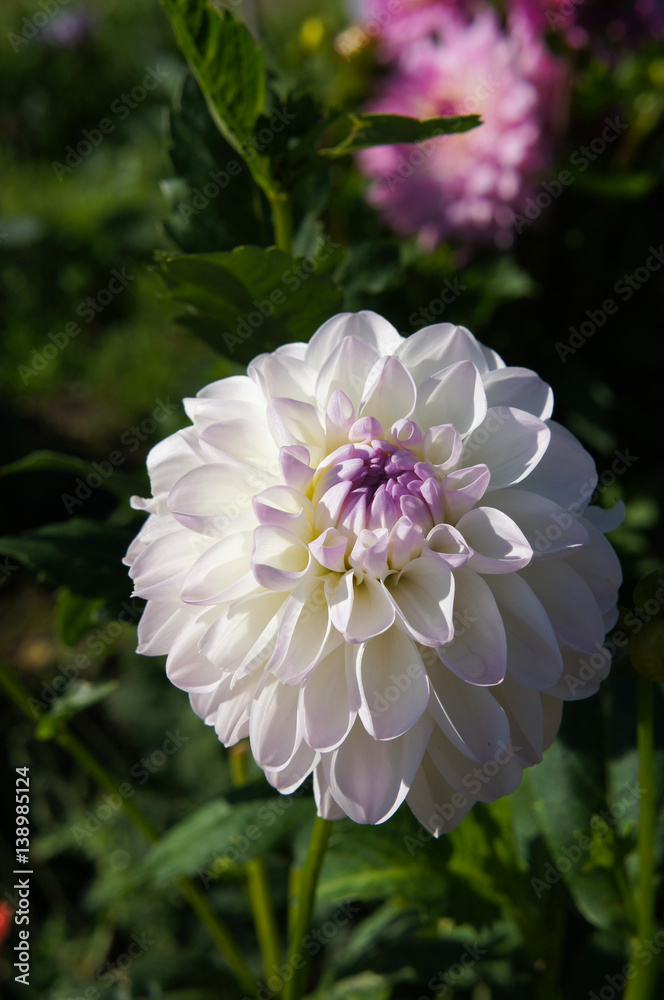 White dahlia flowers with purple top in green White dahlia flowers with purple top in green