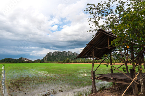 Green paddy filed with temporary bamboo kiosk and blue sky landscape in Thailand