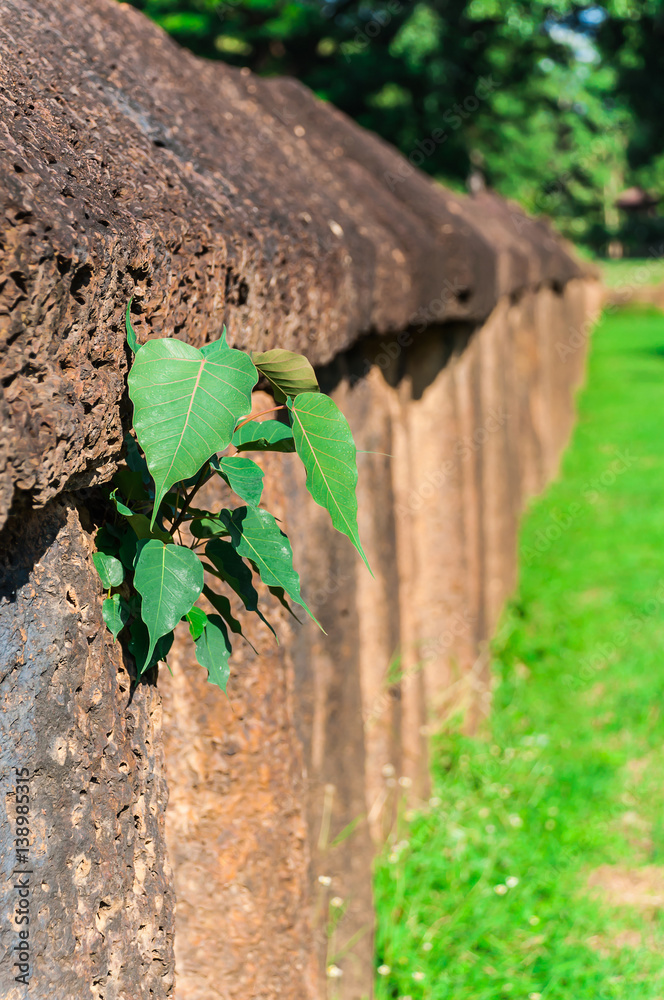 Fototapeta premium Ancient granite stone wall with bo leaf, at Wat Phra Si Ratana Mahathat, The Si Satchanalai Historical Park, in Si Satchanalai district, Sukhothai Province, Northern Thailand