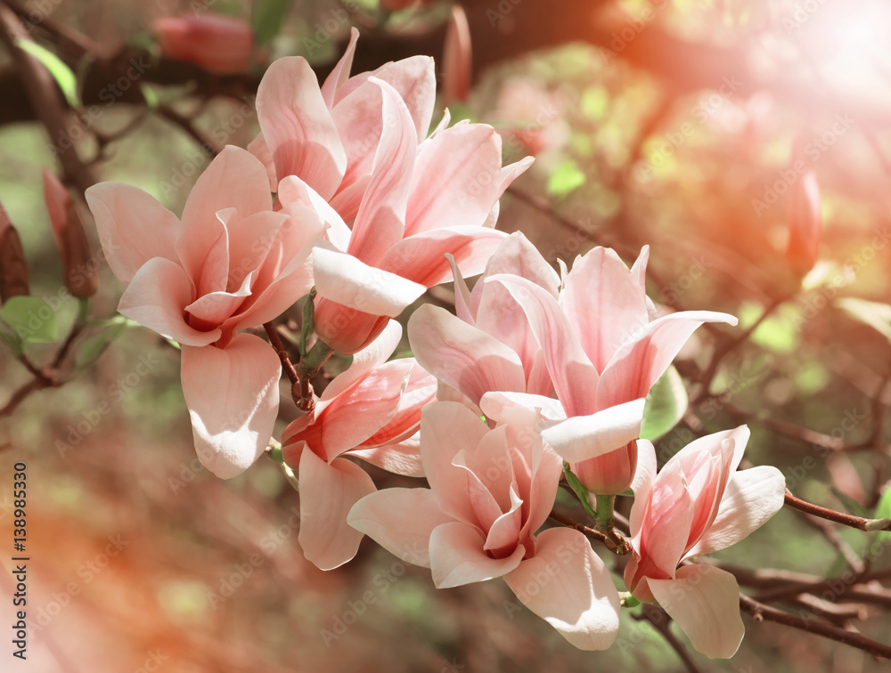 Naklejka premium Spring floral background with pink magnolia