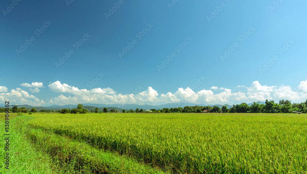 Green paddy filed and blue sky landscape in Thailand