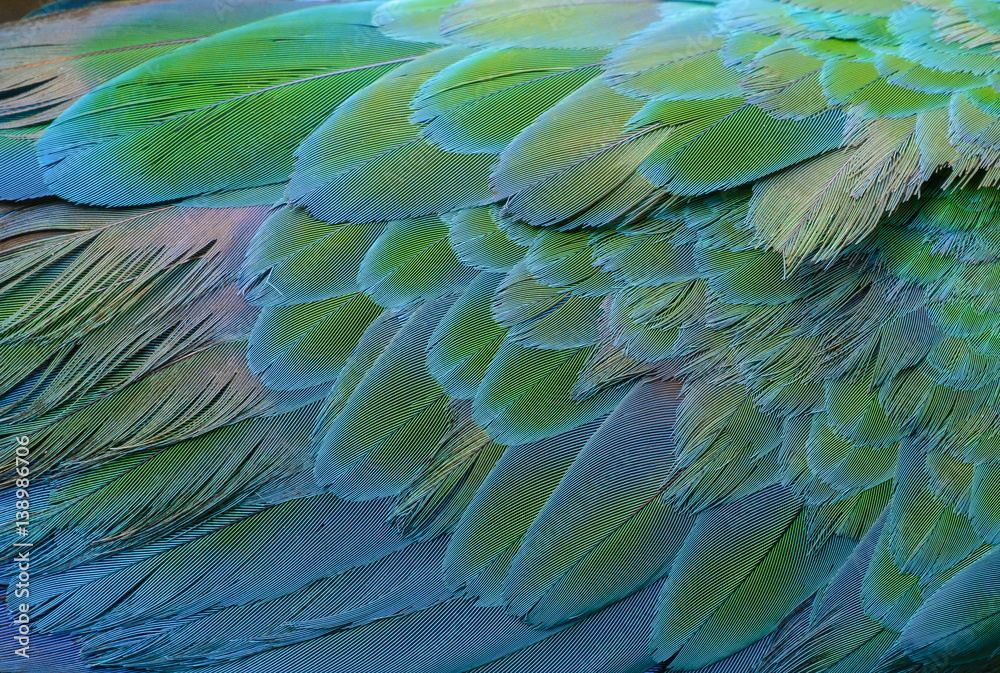 Fototapeta premium Close up of Blue and green macaw bird's feathers.