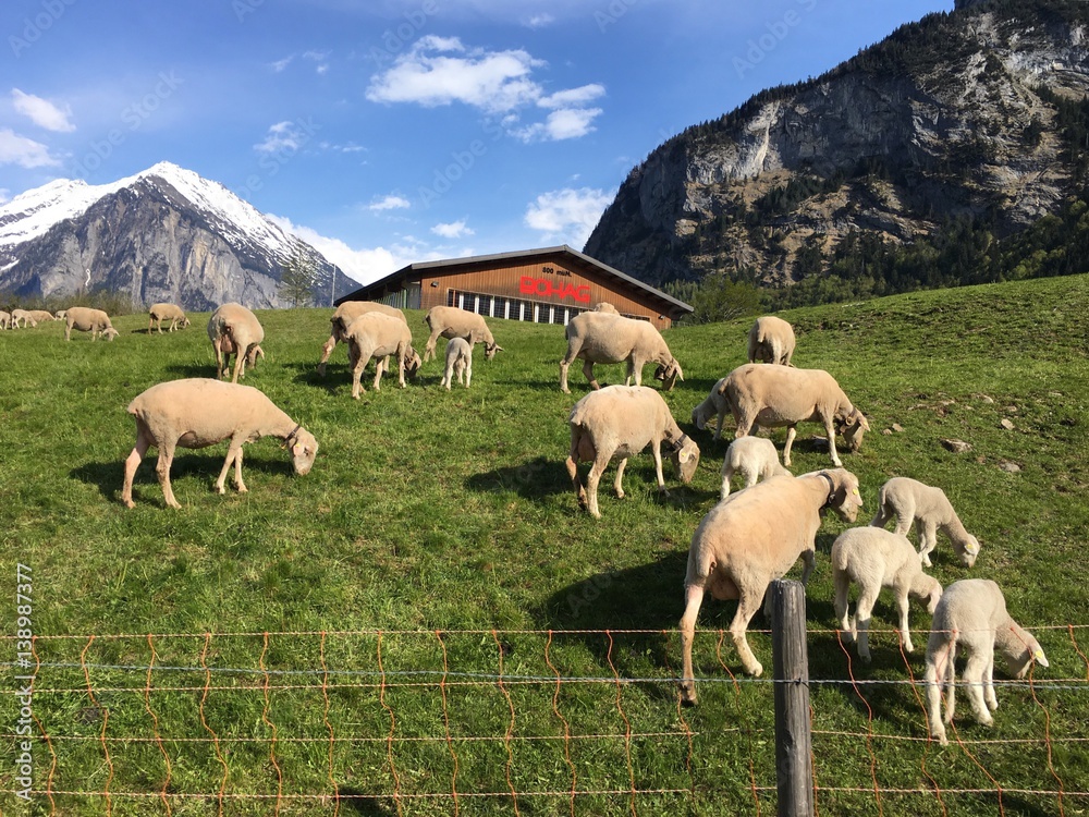 Obraz premium Sheep 