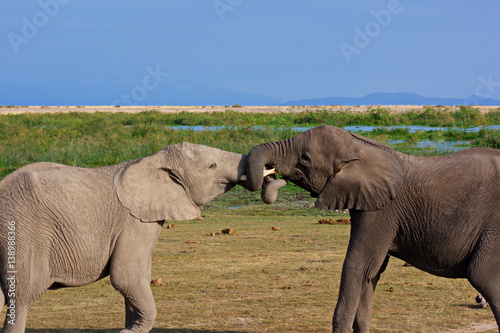 Canvas Print meeting of two young elephants