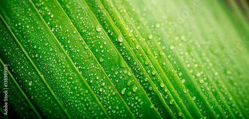 Beautiful green tropic palm leaf with drops of water useful for summer background