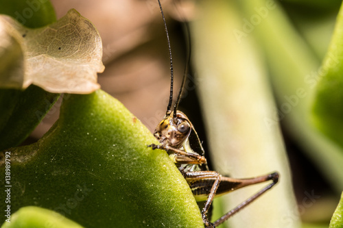 Grasshopper pose