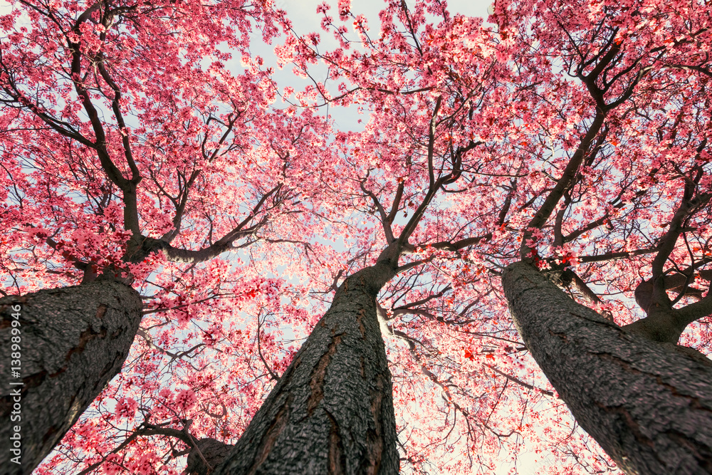 Fototapeta premium Pink tree flowers in sunlight springtime