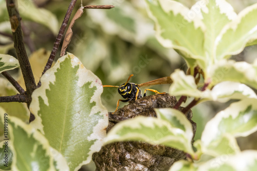 A Wasp pose