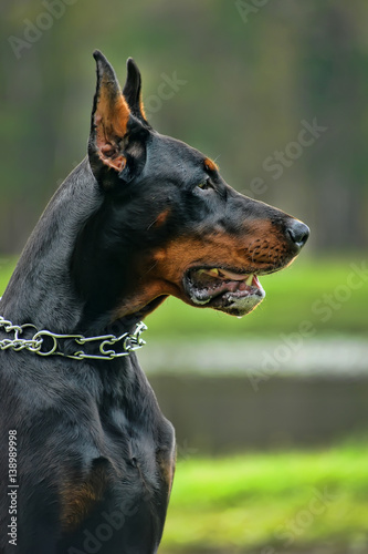 The Doberman Pinscher photo