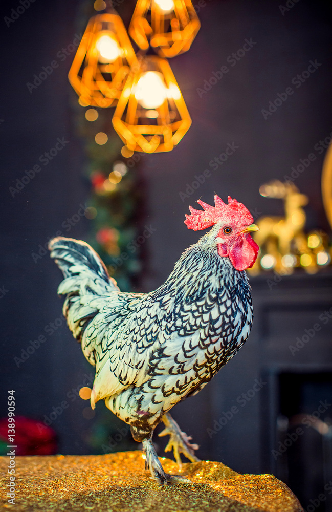 Курица С Хохолком Изображения: просматривайте стоковые фотографии,  векторные изображения и видео в количестве 38 | Adobe Stock