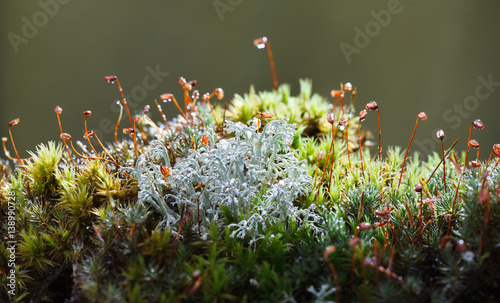 Valokuva Rain drops on lichen and moss