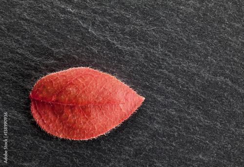 Red abscised leaf photo