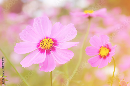 Soft focused of beautiful purple cosmos flowers in vintage color style