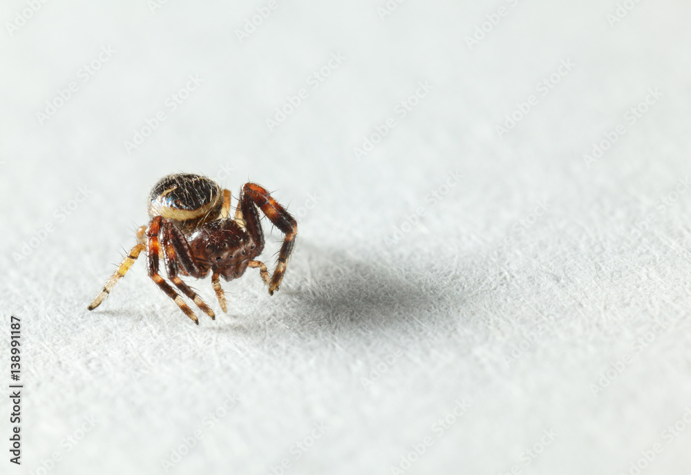 Spider Spider