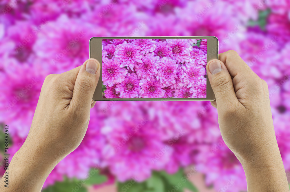 Soft focus of man taking photo of colorful purple chrysanthemum flower using his mobile phone