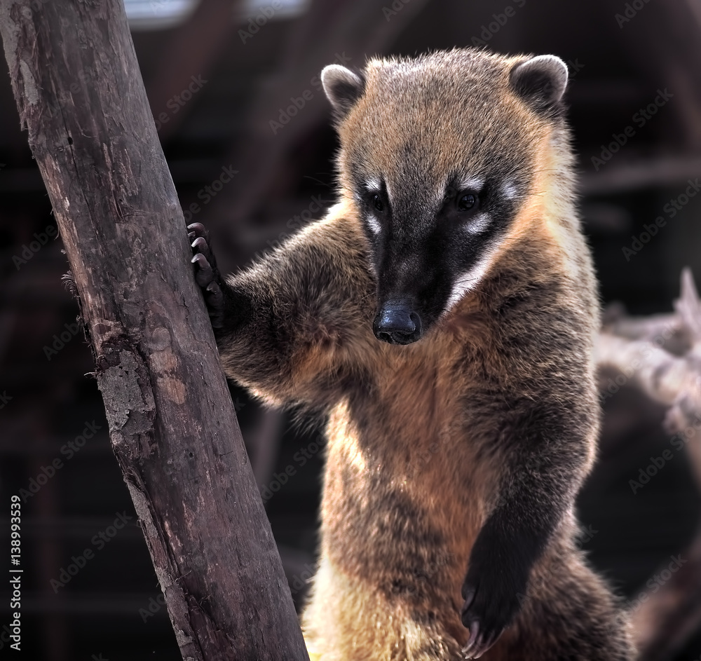 Fototapeta premium Nosuh standing and posing funny