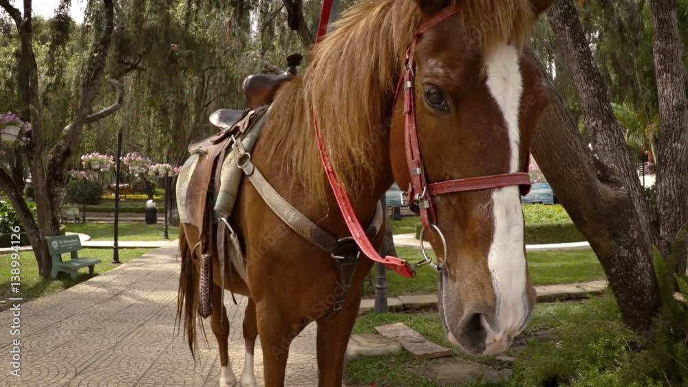 Horse in Saddle and Tack, Awaits a Rider Horse in Saddle and Tack, Awaits a Rider