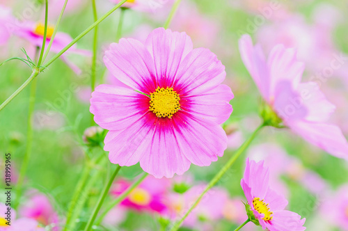 Beautiful purple cosmos flowers. Photo is partially focused at the yellow pollen. © pairhandmade